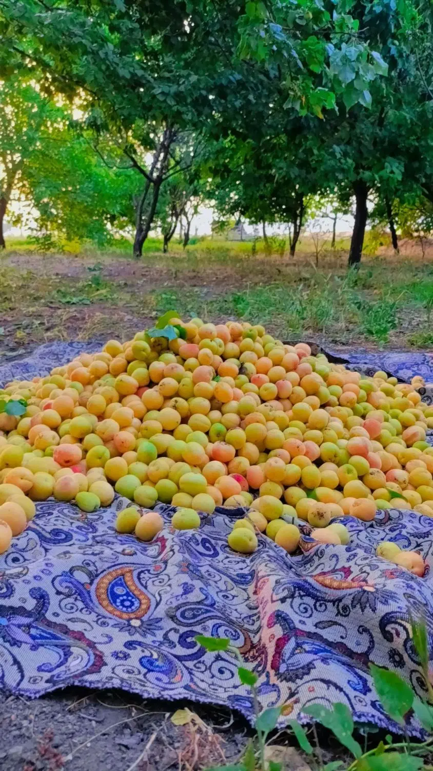 فروش باغ در روستای حشمت اباد
