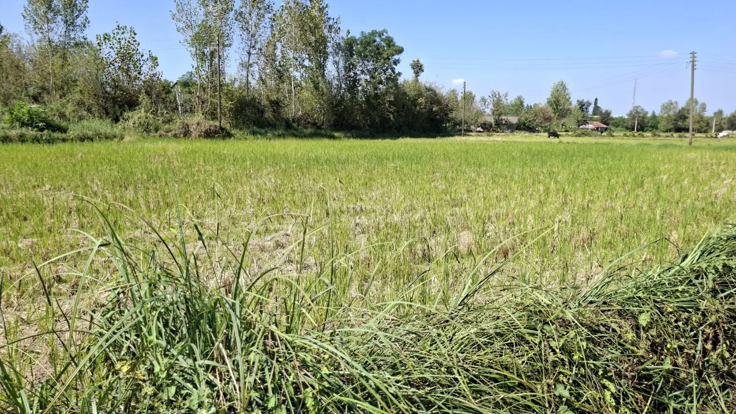 زمین مسکونی
