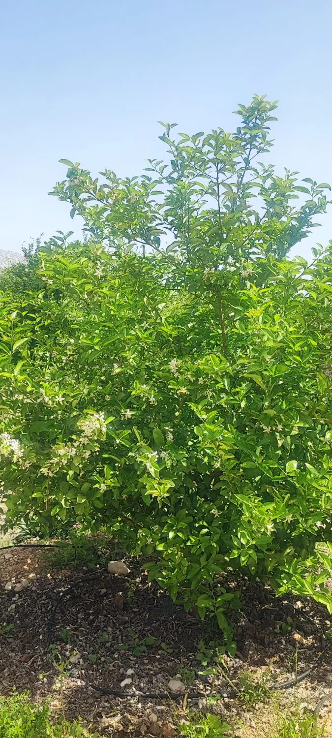 فروش یک هکتار باغ لیمو