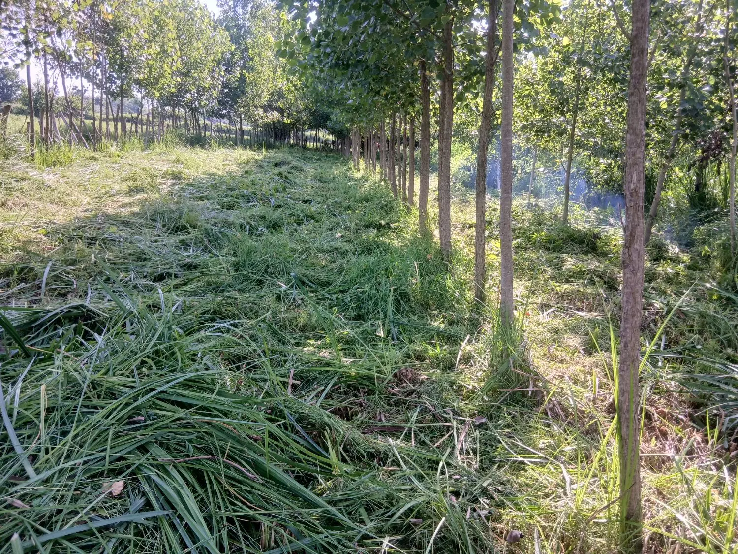 زمین شالی