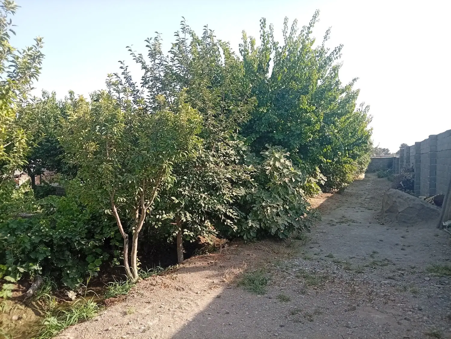 فروش باغ ۲۰ ساله همراه سهمیه اب کشاورزی و برق