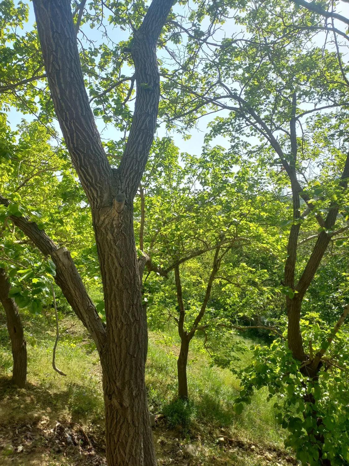 باغچه در ولیان کردان دور دیوار