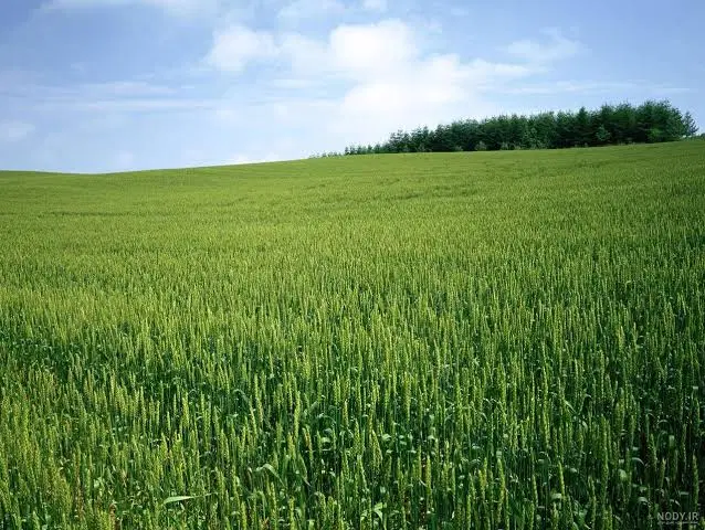 فروش زمین باغی گزلوری