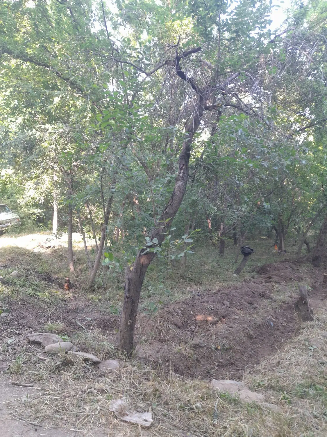 زمین باغی گلمکان
