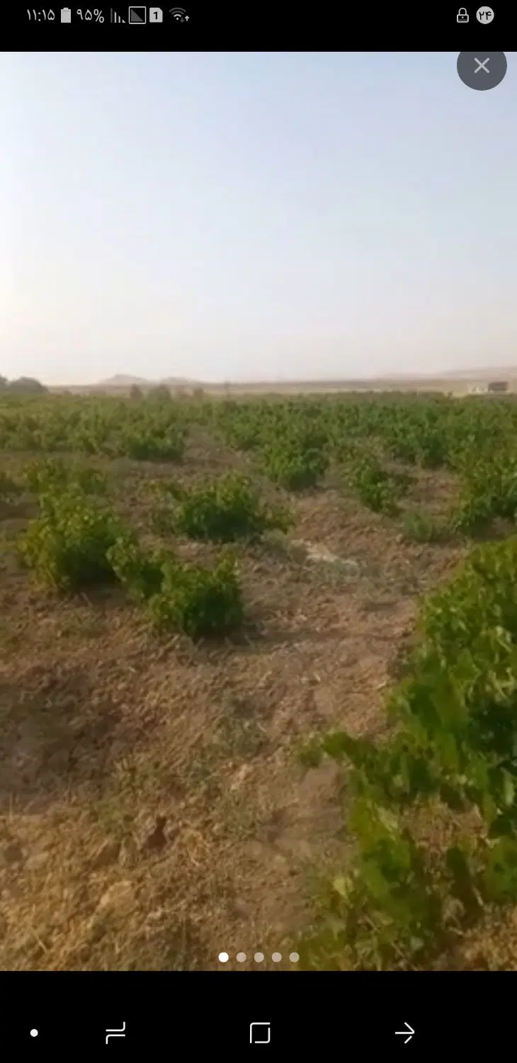 فروش باغ انگور سرخ آباد