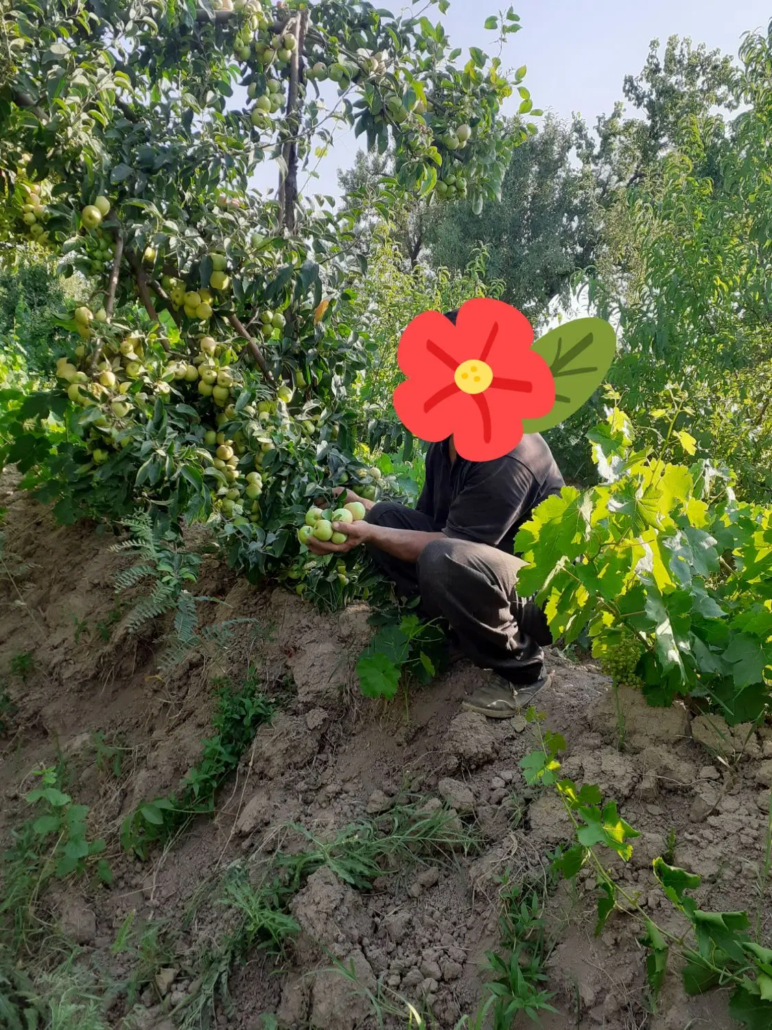 باغ انگور قانا  مراغه  روستای ورجوی