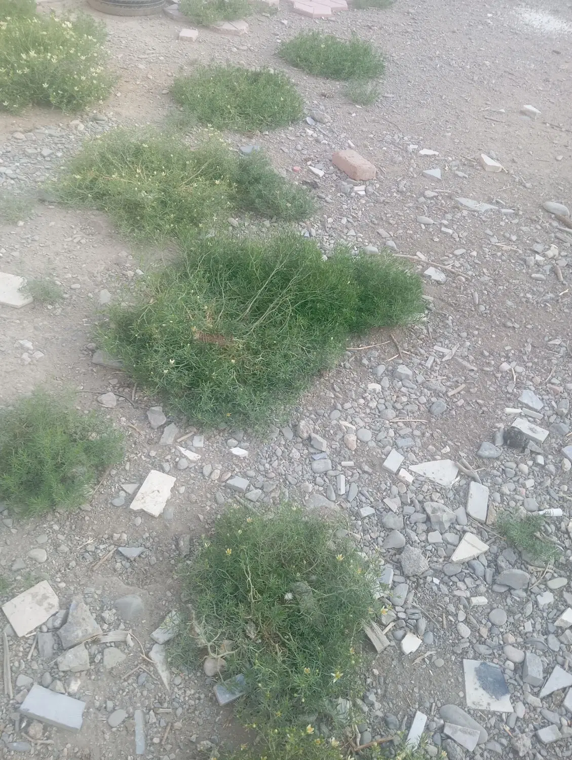 زمین مسکونی داخل بافت بعدروستای سمندر
