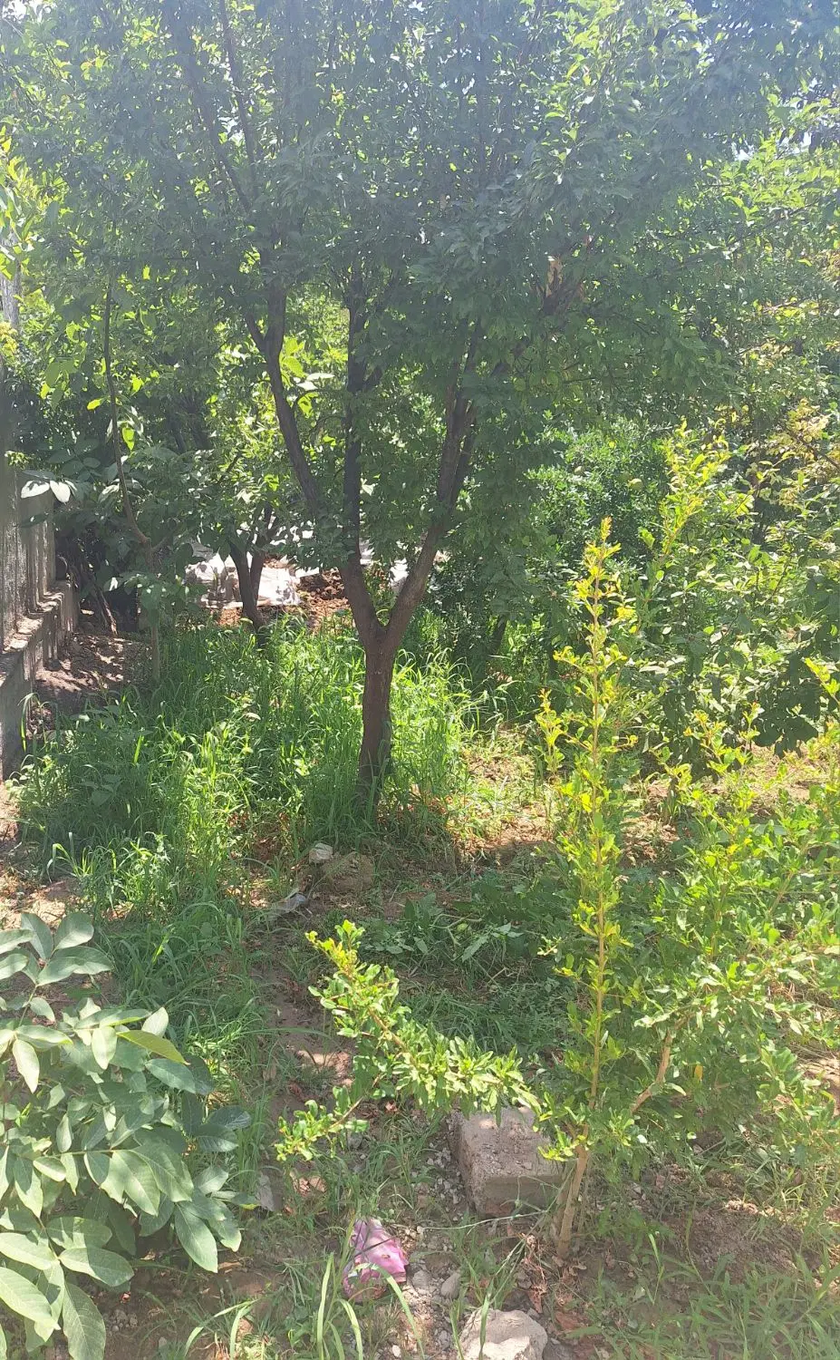 خانه ویلایی در زرین دشت