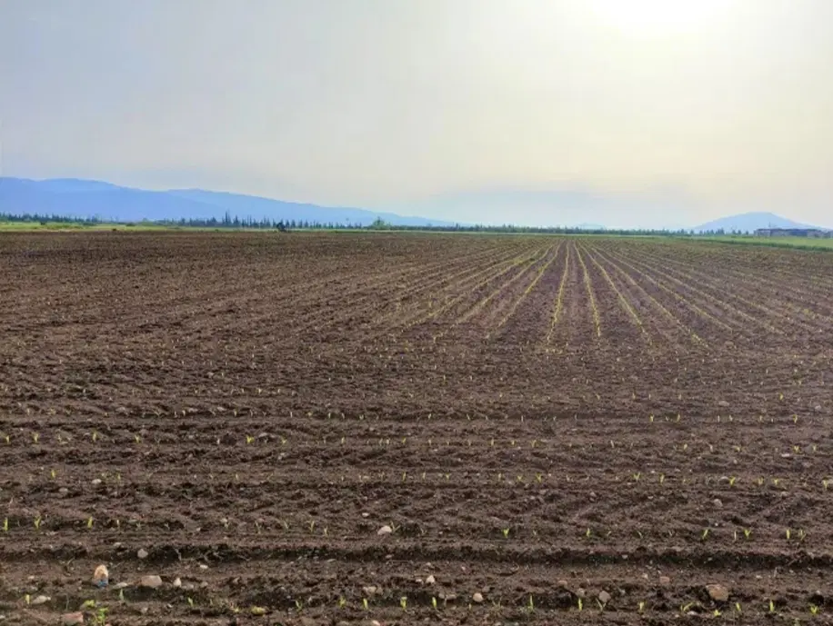 فروش زمین زراعی کشاورزی