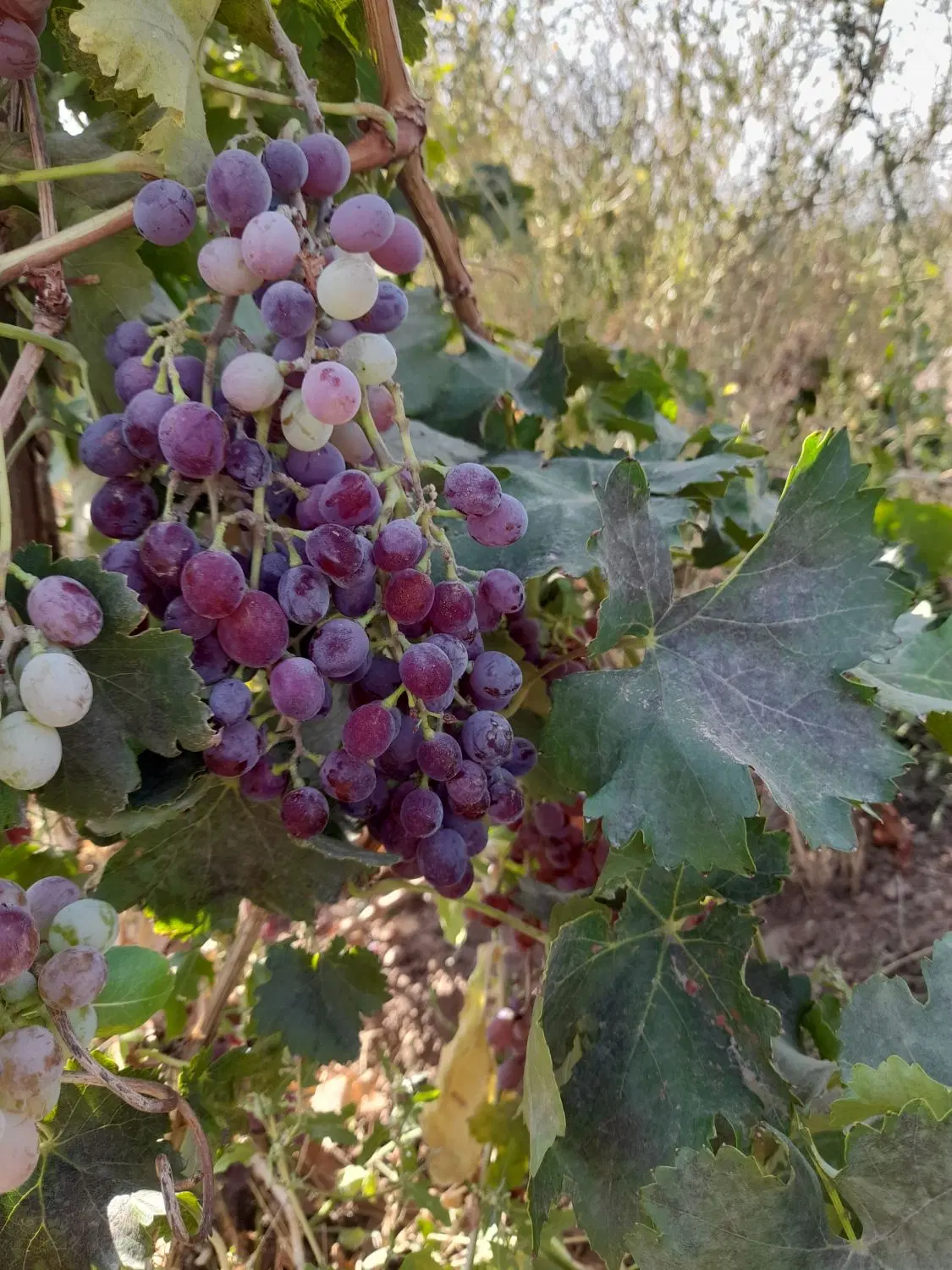 فروش باغ ۷ ساله بارده