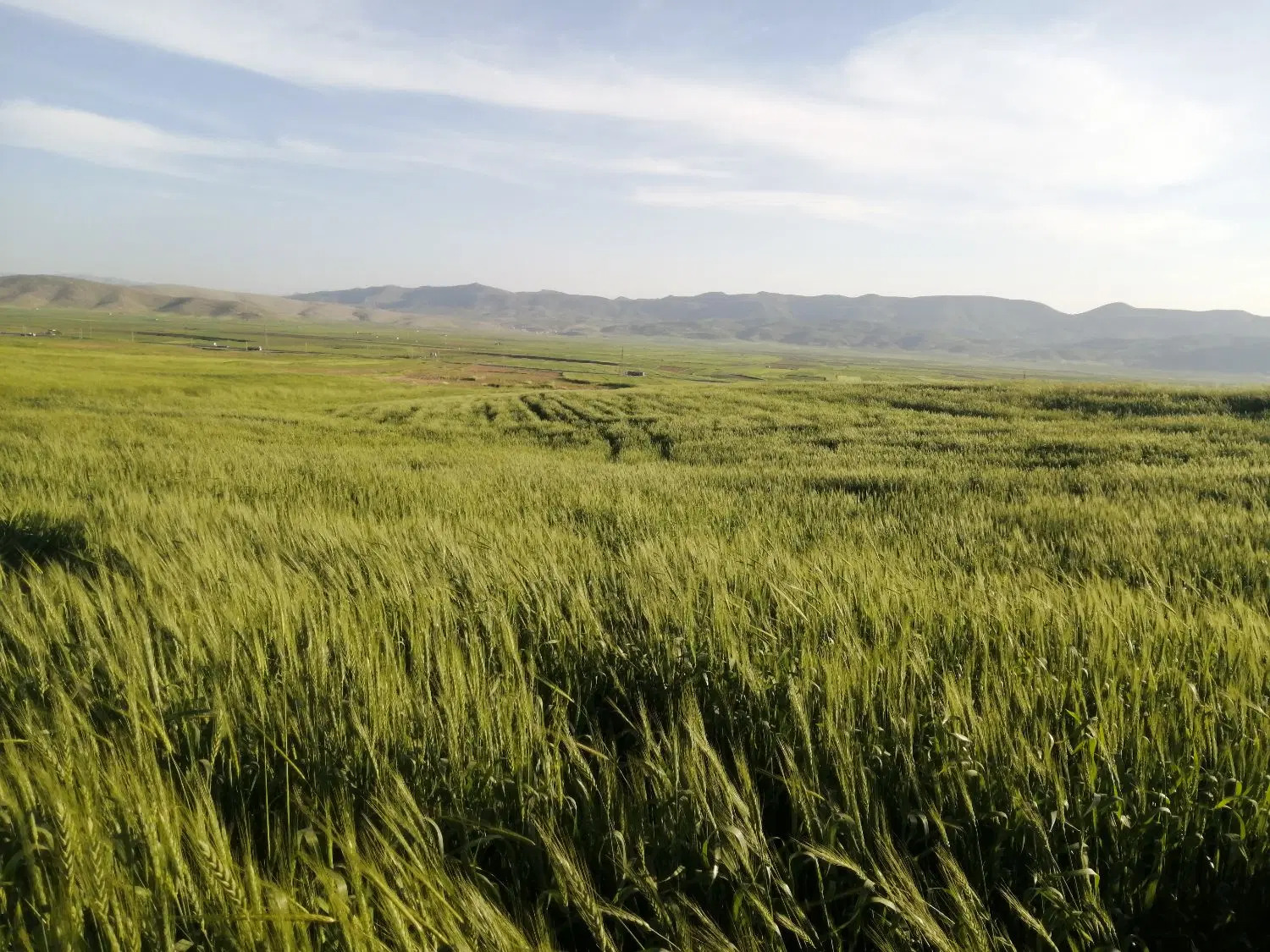 زمین کشاورزی