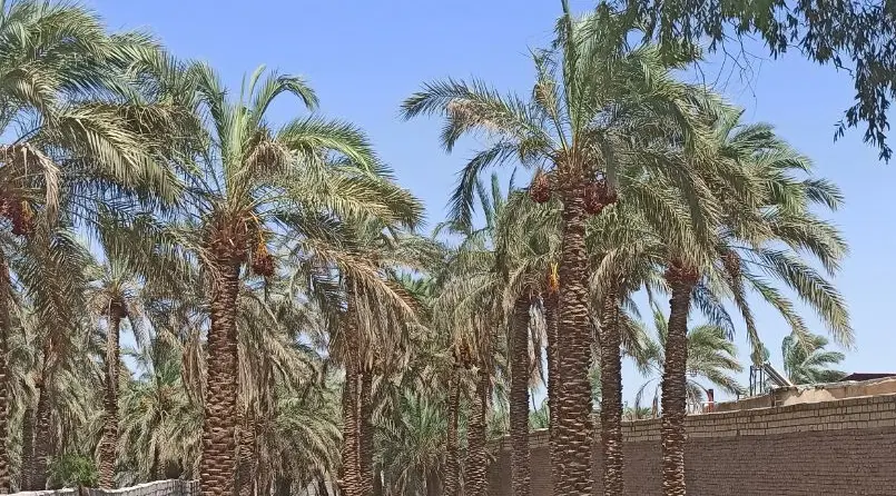 زمین باغی بر خیابان سجادی ( ارگ )