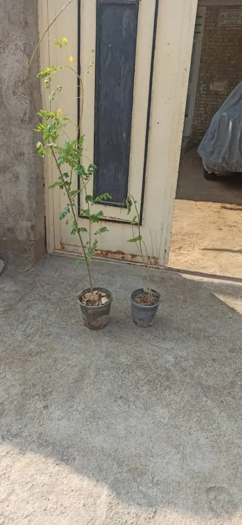 اجاره ی خانه ی ویلایی