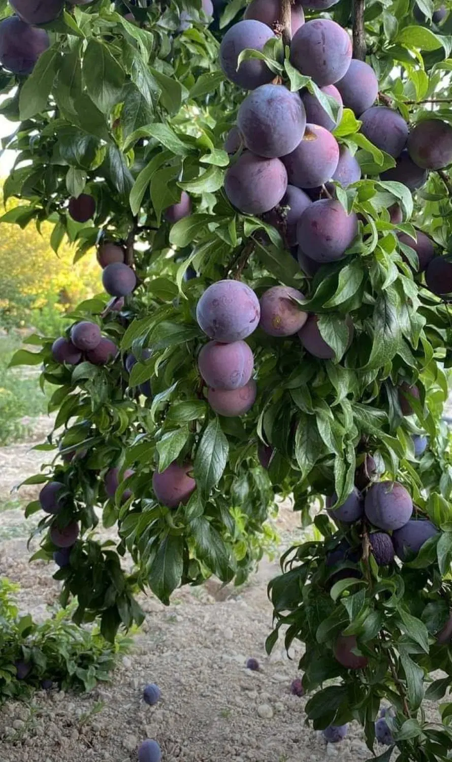 باغچه سنقرآبادگلستان دوم غربی