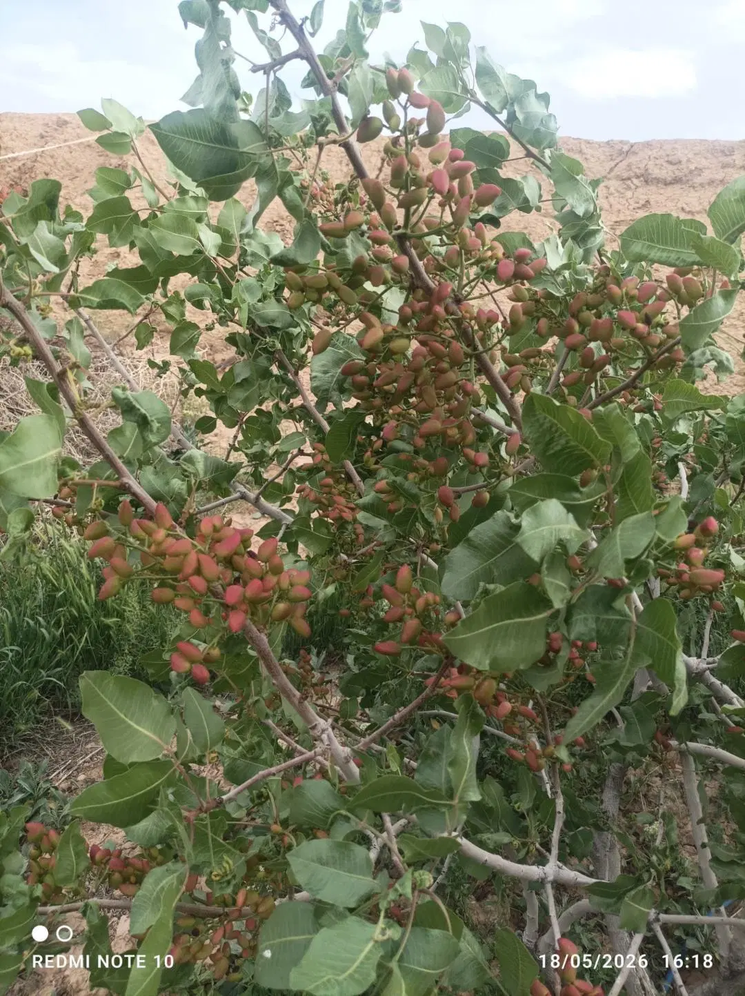 باغ پسته فروشی