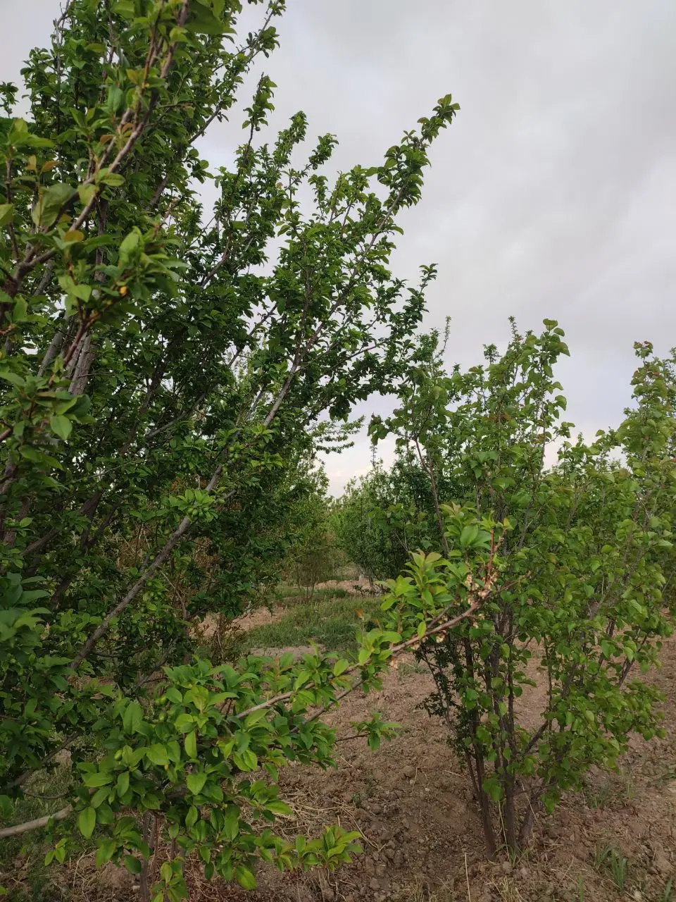 باغ پونصد متری روستای الوسجرد