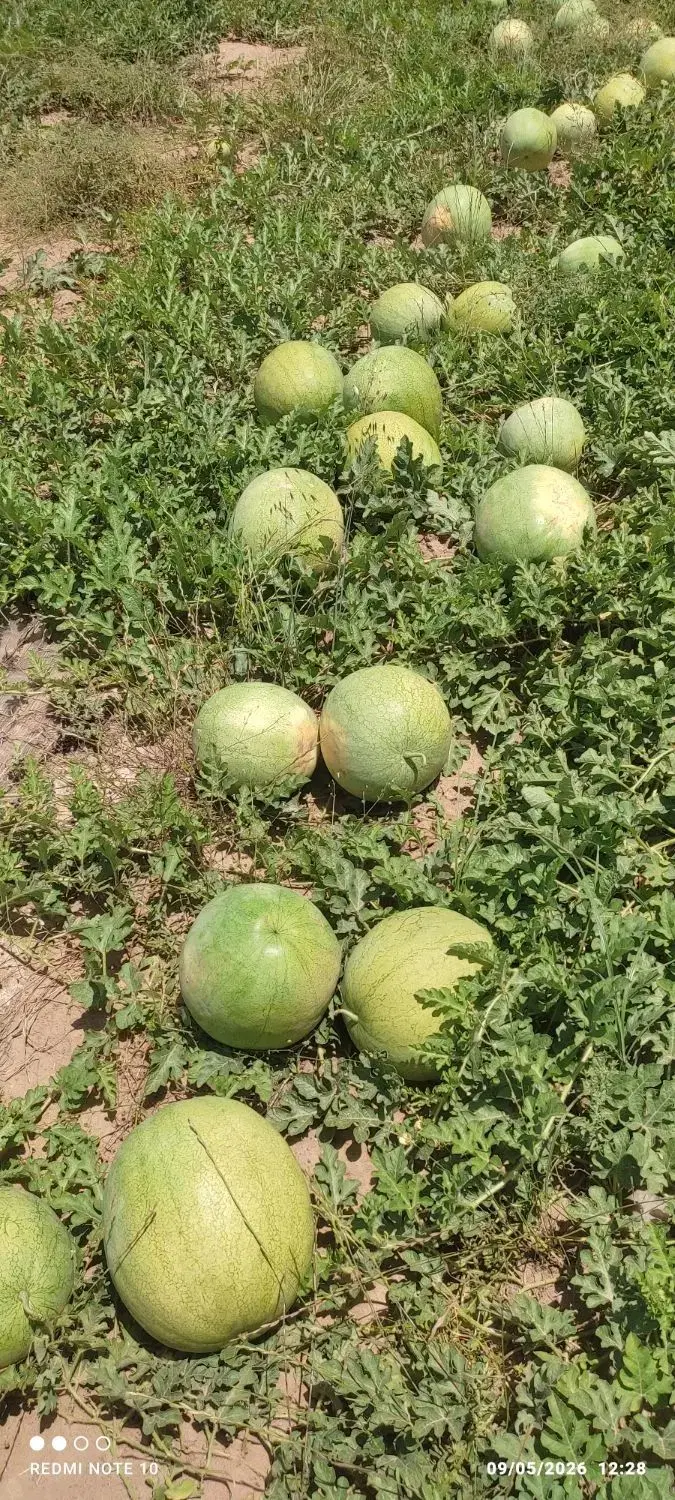 اجاره زمین کشاورزی چاه برقی