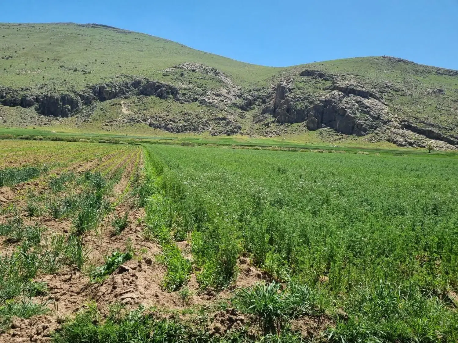 فروش زمین زراعی