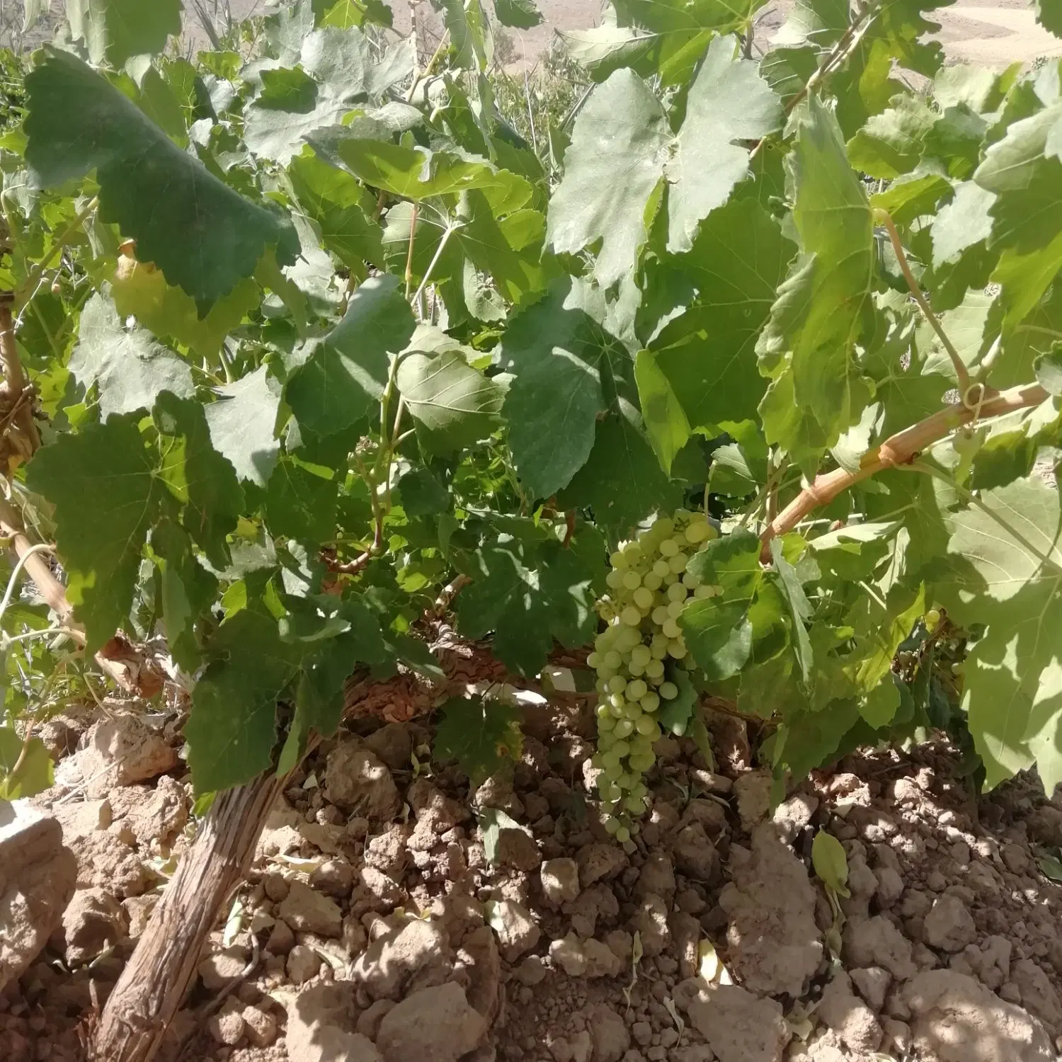 باغ انگور