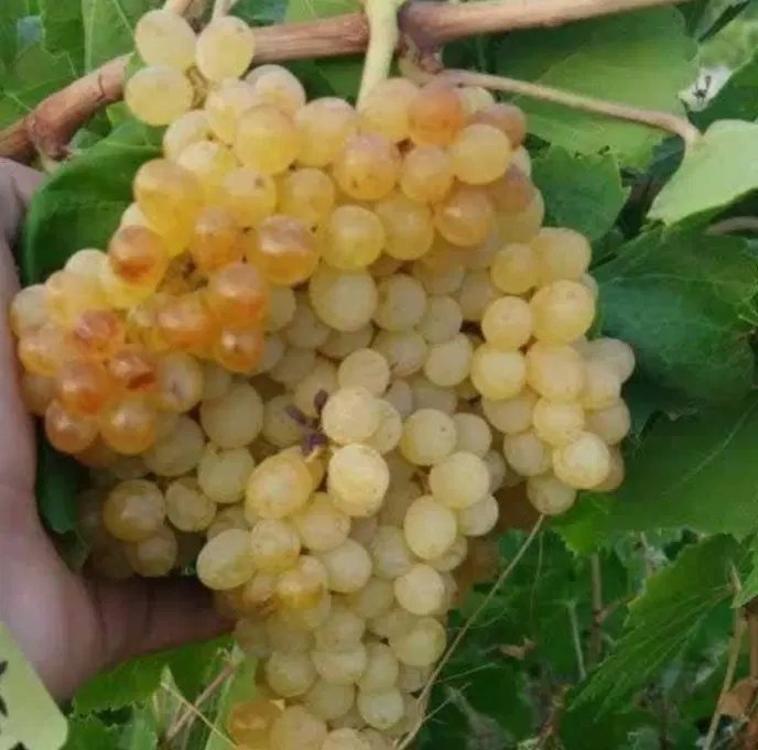 باغ انگور روستای سیدان