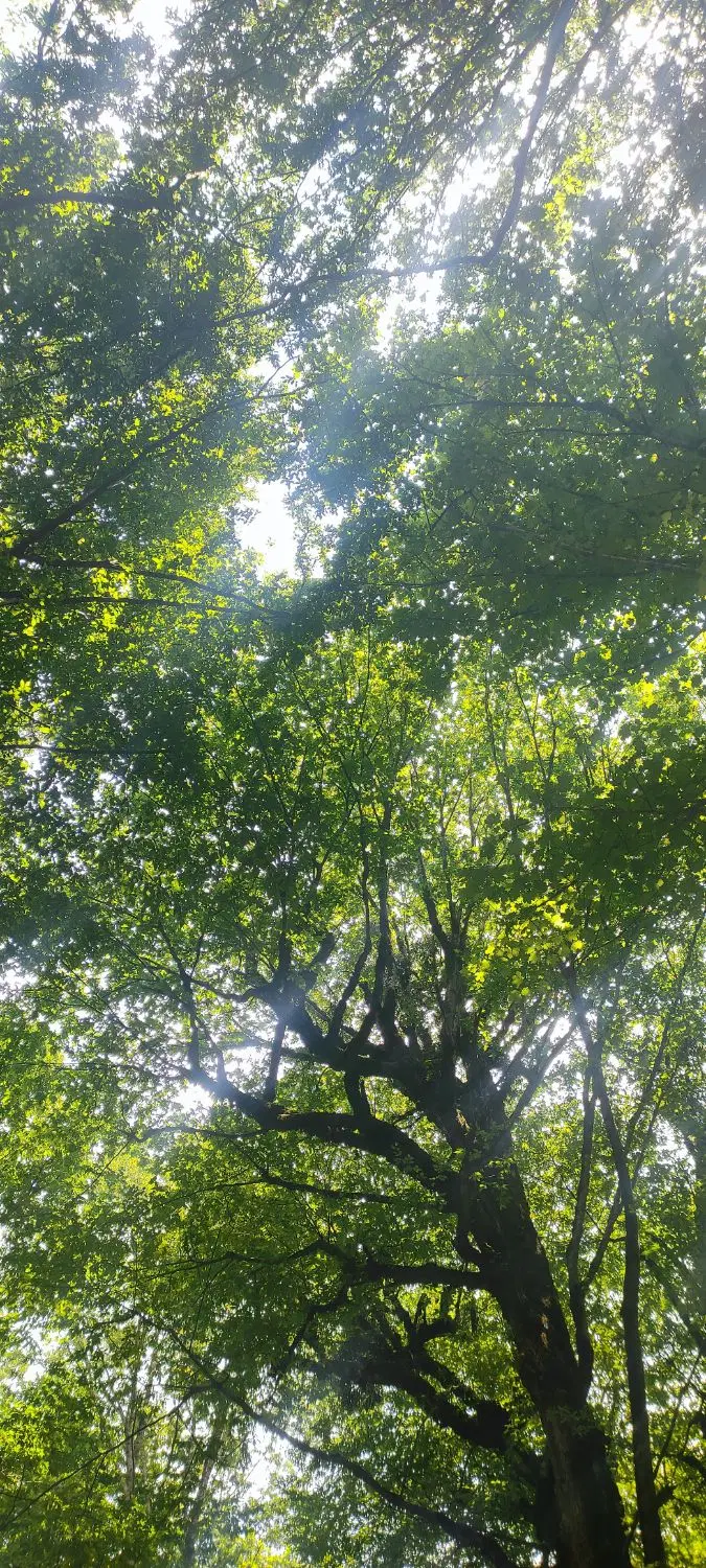 ۴۰۰ متر زمین باغی دور دیوار آماده ساخت