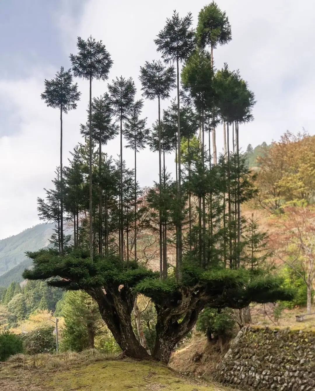 زمین باغی مناسب کارگاه و صفاباغی