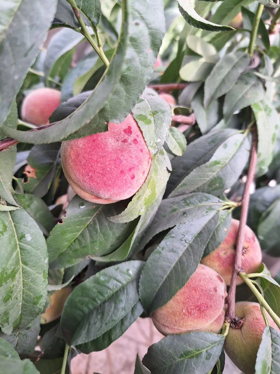 باغ میوه یکانه