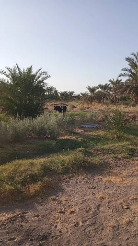 فروش 12ساعت اب و5هکتار زمین کشاورزی(دلگان)