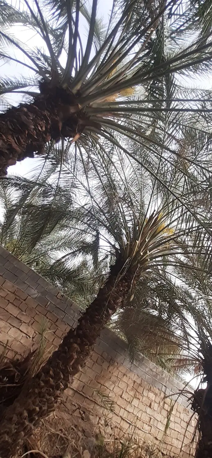 زمین کوی نخلستان 220متری