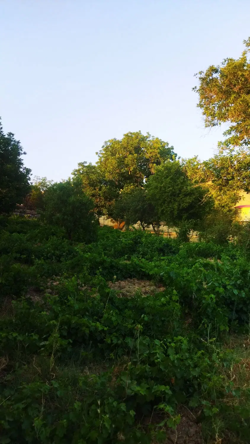 باغ میوه و انگور