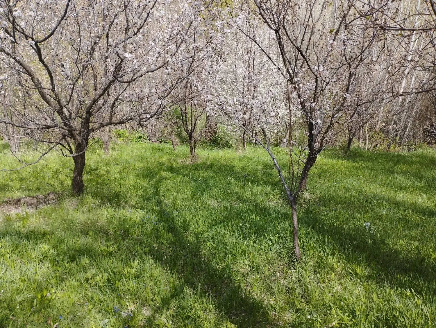 خونه باغ واقع در بیست کیلومتری زنجان