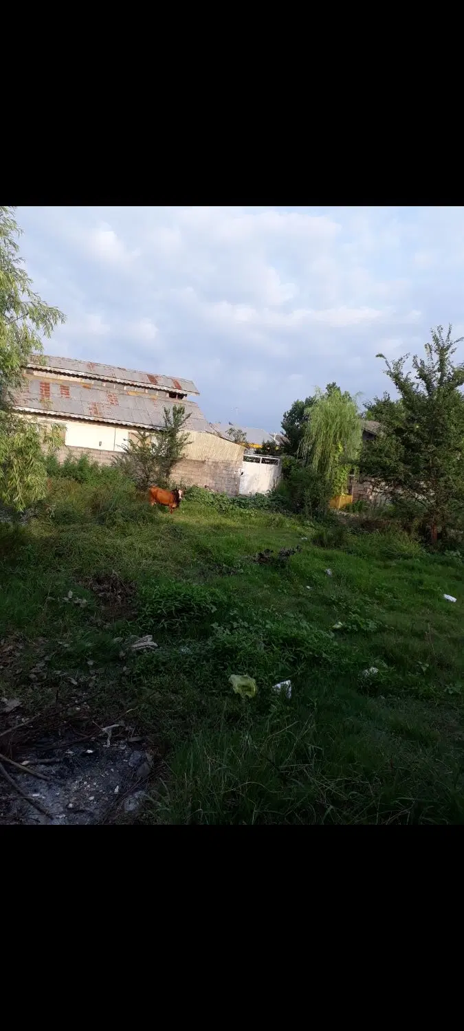 زمین کوچه‌ طلوع