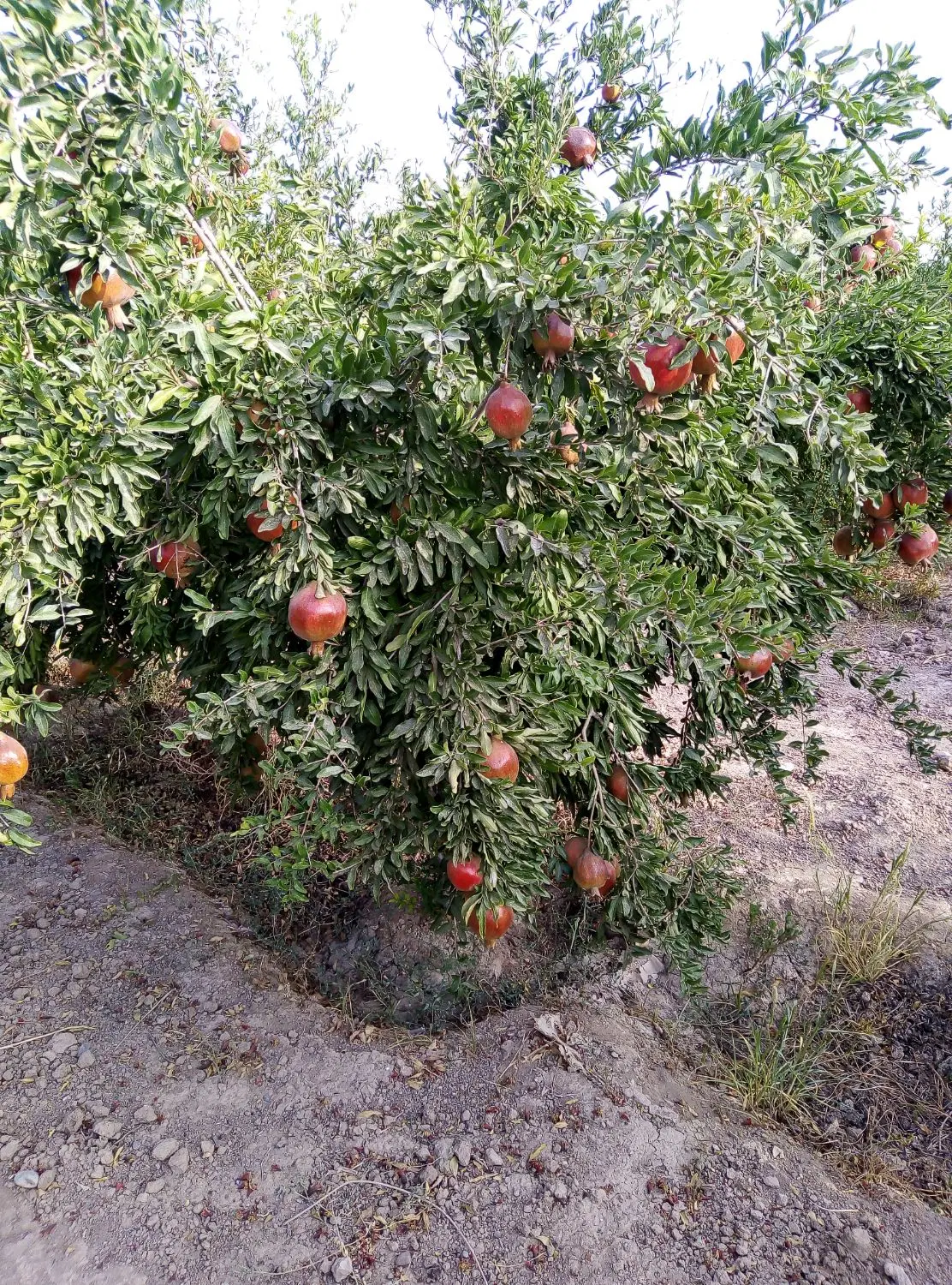 زمین باغ انار