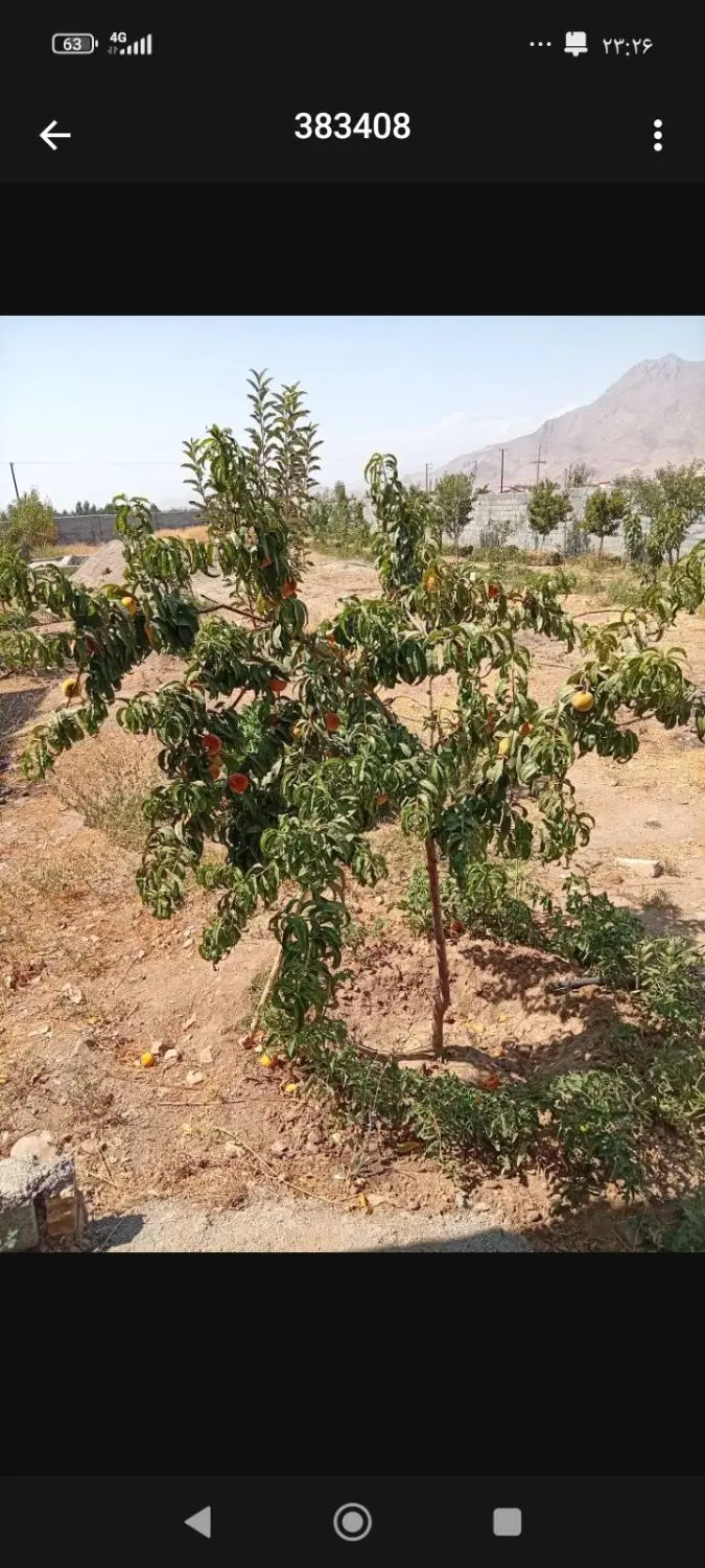 زمین باغ ویلا 1000متری جابان دماوند