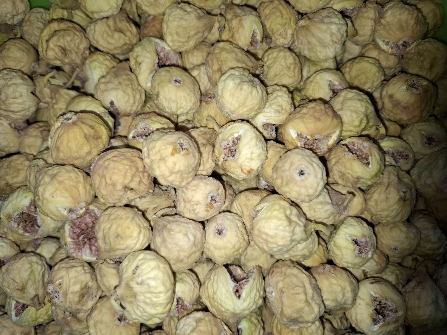 ملک‌انجیر بادرختان‌۱۵‌ساله