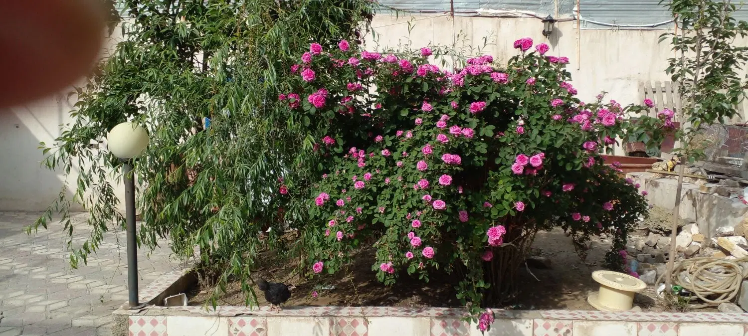 زمین به متراژ ۱۲۵