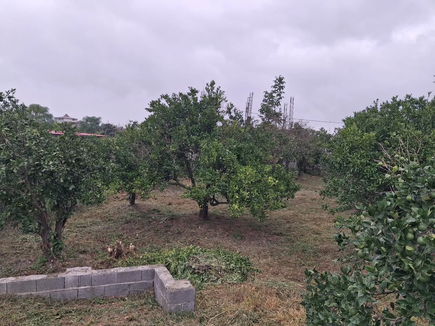 فروش زمین رامسر اربه کله