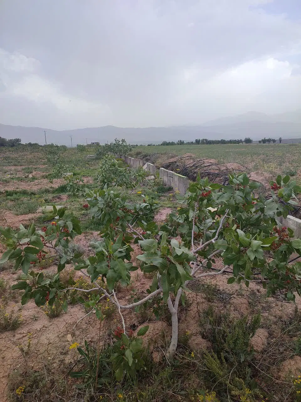 یک هکتار باغ پسته با سند ششدانگ