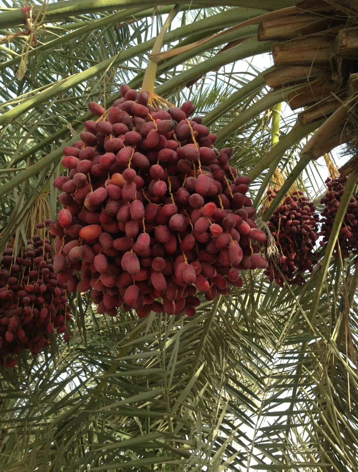 اجاره باغ خرما زیر ثمر در جیرفت