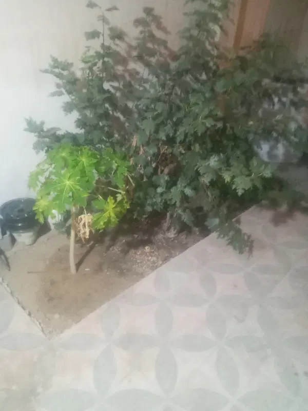 زمین۱۴۰متری تنگک