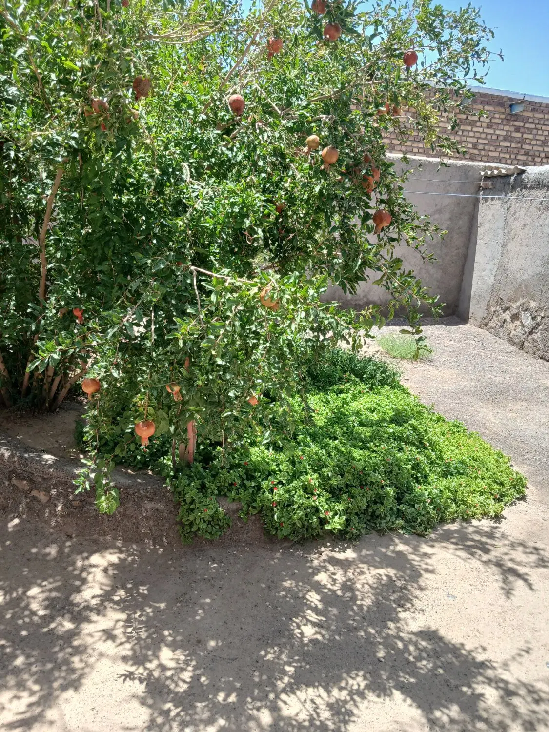 خانه فروشی