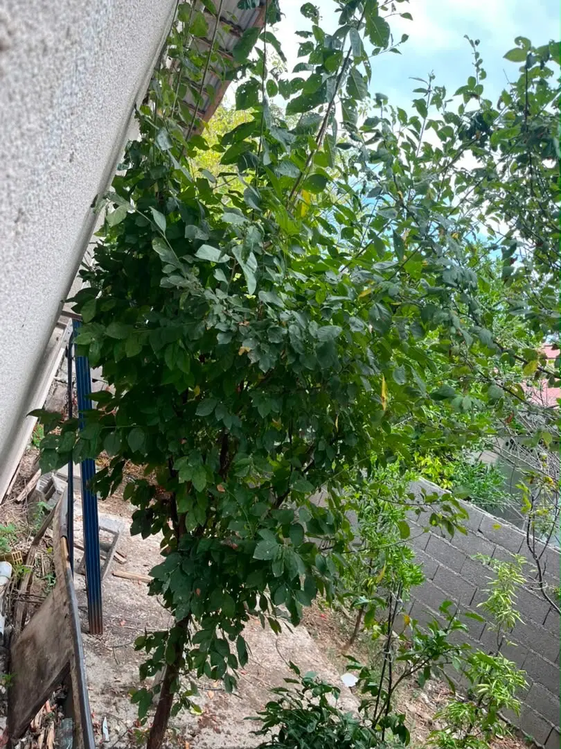 اجاره ویلا ،سالیانه ،زیباکنار