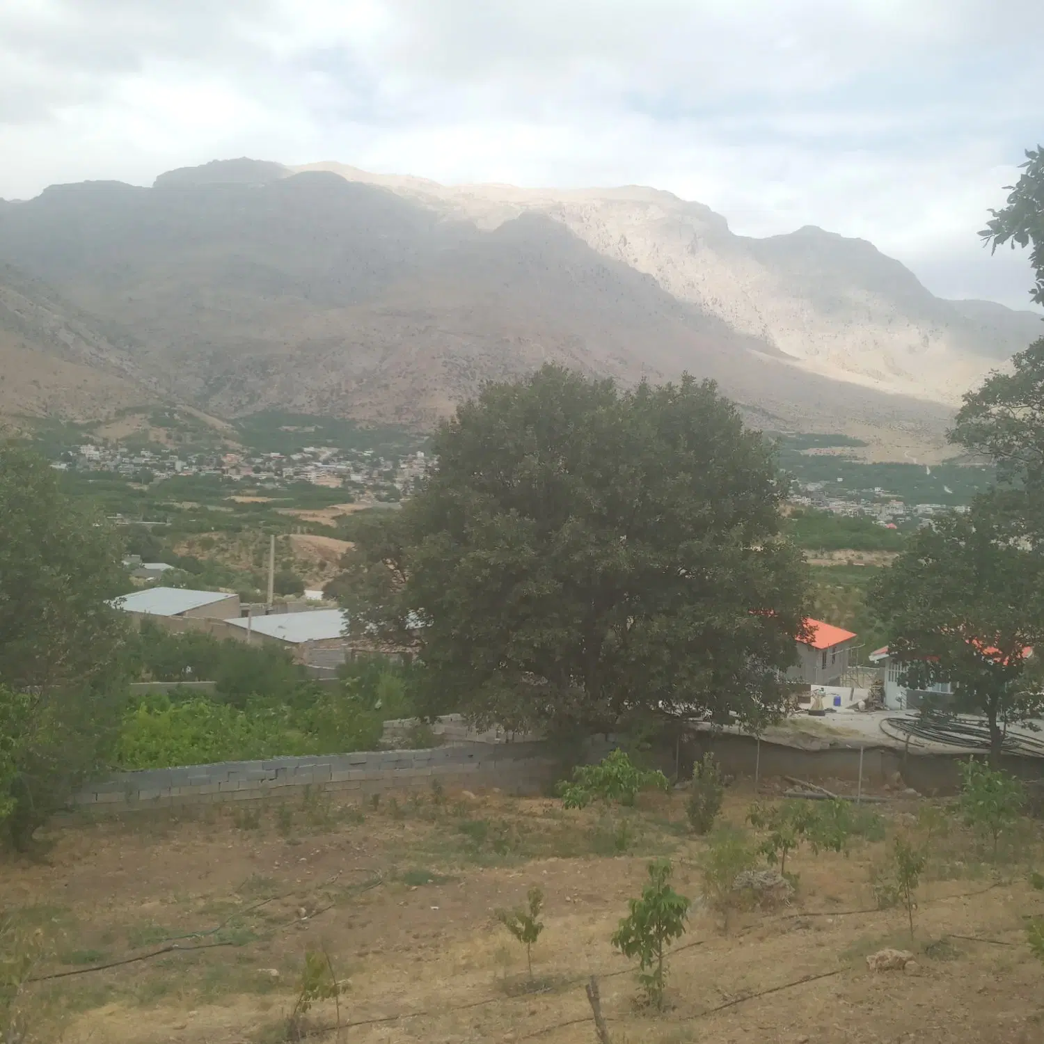 باغ انگور