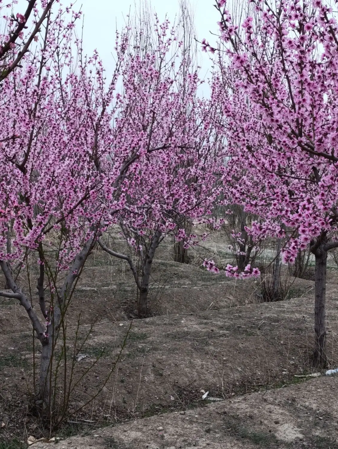 باغچه ۵۰۰ متری