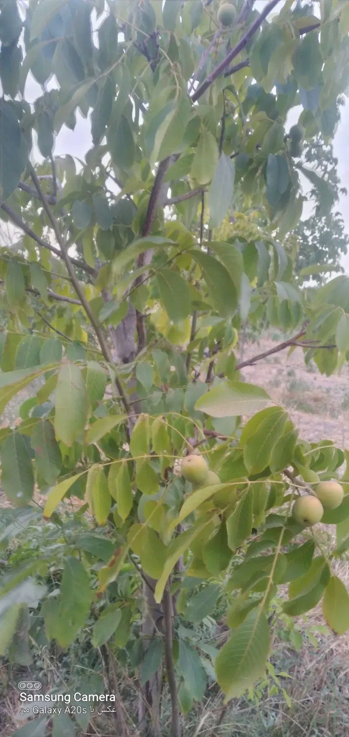 باغ خوش آب وهوا