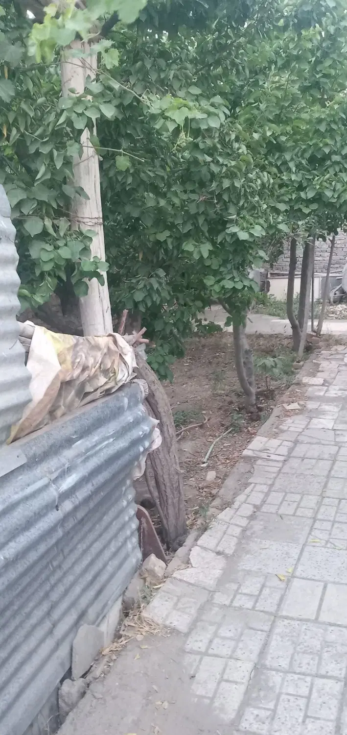 قطعه 3 طرف دیوار با درخت