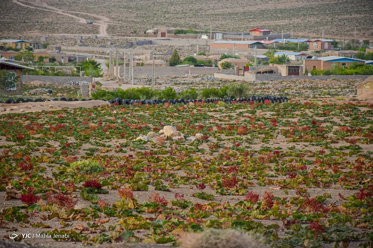 زمین فروشی روستای چشمه گز