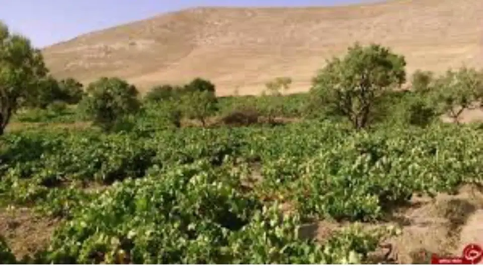 فروش فوری تعداد ۶ بانه انگور در روستای آبرومند