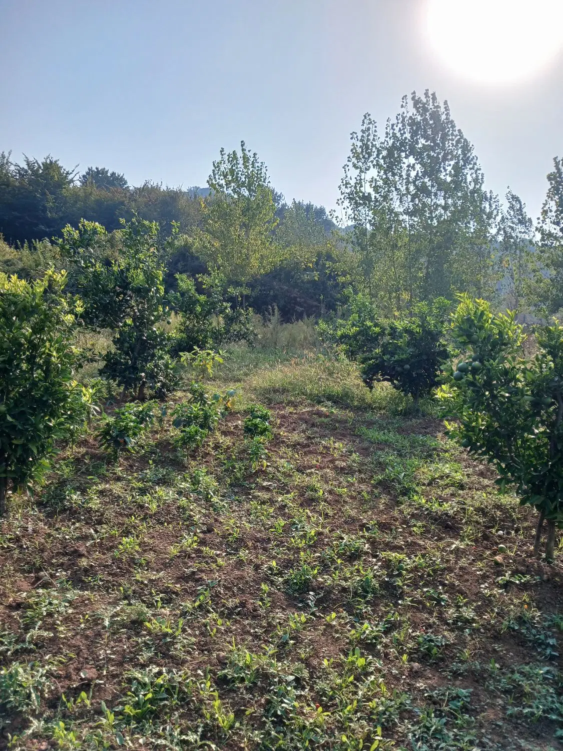 زمین ۵۰۰ متری در روستای پایین کولا