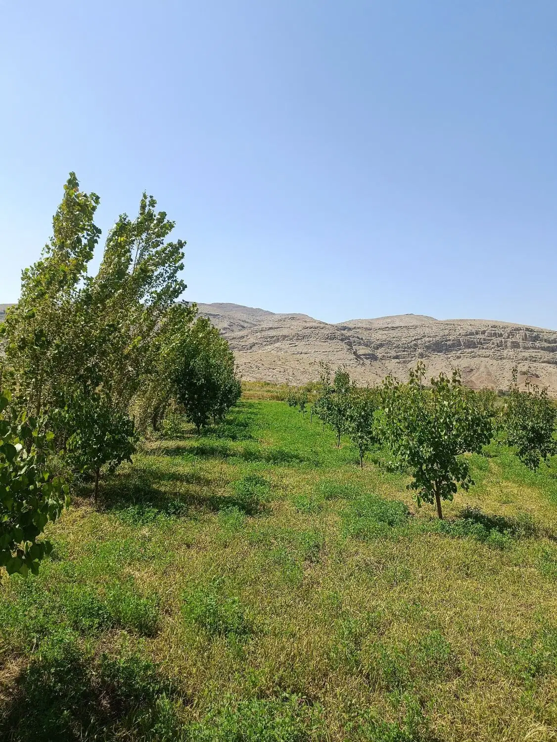 فروش باغ.